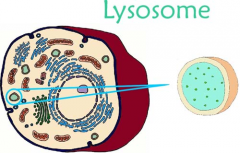 lysosome	plant