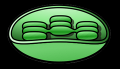 chloroplast	plant