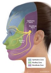 CNIV: Trochlear Nerve- follow ur finger @ 7 and 5 o'clockCNV: Trigeminal Nerve- sensation of anterior tongue and regions in picture, clench jaw, do blink test

CNVI: Abducens Nerve-> follow ur finger @ 3 and6 o'clock