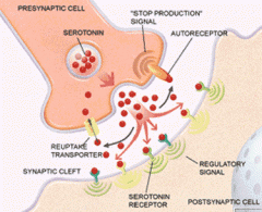 - Exocytos (vesikeln smälter ihop med cellmembranet)
- Fagocytos (den blir innesluten och upptagen av en annan cell)
- Återupptag med transportörer