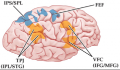 1. IPS (intra parietal sulcus)


2. FEF (frontal eye field)


3. TPJ (temporal parietal junction)


4. VFC (ventral frontal cortex)