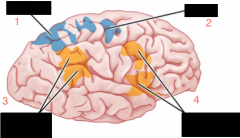 Name the brain areas: 1, 2, 3, 4