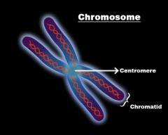 Two identical sister chromatids joined together by a centromere
