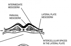 - paraxial
- lateral plate
- intermediate mesoderm