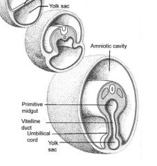 - connects the primitive gut to yolk sac
- formed by the folding of the endoderm into the primitive gut
- this is due to somites enlargement 