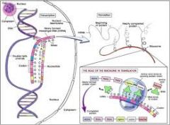 1. mRNA kopierar DNA  i cellkärnan.
2. mRNA går ut ur cellkärnan och tar hjälp av en ribosom för att plocka in aminosyrorna som behövs.
3. tRNA matchar mRNA:s kodning och hämtar samtidigt aminosyror. 
4. Flera tRNA bygger på strängen.