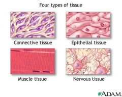 1. Epitelvävnad = skyddar och täcker organen samt transporterar ämnen ut och in
2. Stödjevävnad = håller ihop och stöder strukturer
3. Muskelvävnad = ger oss rörelse och får organ att fungera
4. Nervvävnad = kommunikation inom kroppe...