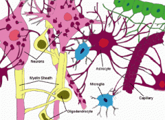 *Nervceller - förmedlar och tar emot information och kontrollerar rörelser och funktioner
*Gliaceller - hjälpceller
- Astrocyter: är med och bildar blodhjärnbarriären, metabolism, plockar upp joner och glukos från blodet och skickar till ...