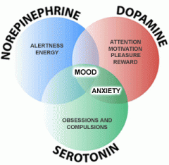 1. Acetylkolin
2. Dopamin
3. Noradrenalin
4. Serotonin