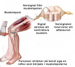 1. Sensorisk signal i muskelspolen ger info om att muskeln är sträckt.
2. Den inkommande (afferenta) signalen kopplas om direkt till efferent i muskelneuronet i ryggmärgen.
3. Signalen lyfter benet
