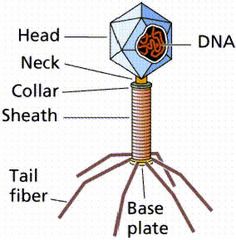 T4 Bacteriophage 
Contains DNA