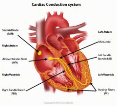 Conduction System