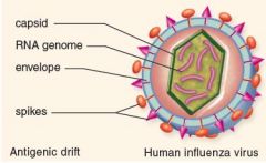 This is similar to the HIV virus. (glycoprotein spikes on the outside, capsid surrounding it)
Contains RNA (retrovirus)
