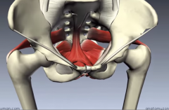 piriformis - posterior
and obturator internus- anterior