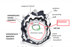 start off as small coelom and group togehter

- by the end the coelom has separated the embryo from the cytotrophoblast except from at the connecting stalk