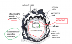- separates the embryo from the cytotrophoblast --> coelom formed within it

- extraembryonic mesoderm lining the cytotrophoblast and covering the amniotic
membrane is called the extraembyonic somatic mesoderm, and that covering the yolk sac
is...