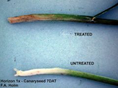 grass herbicides only
plants stop growing
active growing meristem degrades
center of the plant can be easily removed