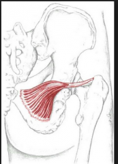the medial part of the obturator membrane at the pubic side of the opening