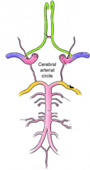 Name the five arteries of the Circle of Willis (draw if possible). this is the best & possibly most important example of an anastomosis in the body.
