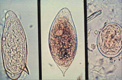 Name the organisms from left to right.