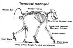 terrestrial quadrupedalism