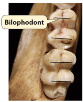biolophondont molars
