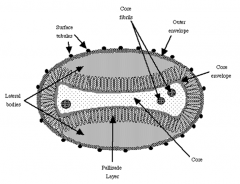 Poxviruses are enveloped, dsDNA viruses. They are very large, brick shaped viruses.