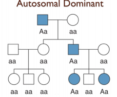 Definition: 

an ancestral line


Synonyms: purebred, thoroughbred 
Antonyms: base-born, lowly