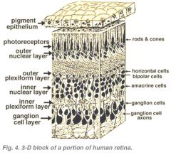 ganglion, inner plexiform, inner nuclear, outer plexiform, outer nuclear, photoreceptor
