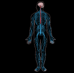 Peripheral Nervous System


Part of the nervous system that consists of the nerves and ganglia on the outside of the brain and spinal cord