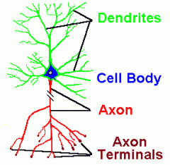 A long, slender projection of a nerve cell, or neuron, that typically conducts electrical impulses away from the neuron's cell body.
