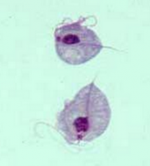 These motile critters were found on a wet mount sample