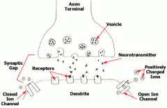 Axon terminals are separated from neighboring neurons by a small gap called a synapse, across which impulses are sent.