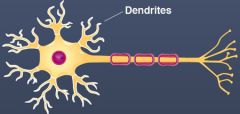 A short branched extension of a nerve cell, along which impulses received from other cells at synapses are transmitted to the cell body.