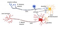 Sensory neurons are nerve cells within the nervous system responsible for converting external stimuli from the organism's environment into internal electrical impulses.
