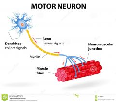 A nerve cell forming part of a pathway along which impulses pass from the brain or spinal cord to a muscle or gland.