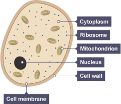 Identify the cell