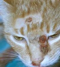Cats with a poxvirus infection will also appear sick (fever, lethargy, depression, etc.)