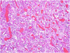 What is shown?
 
Describe the nuclei, cytoplasm, what are the three possible stains?