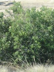 Laurel sumac (Rhus laurina)