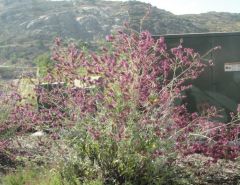 Purple sage plant (Salvia caranienses)