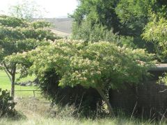 Silk tree (Albizia julibrissin)