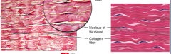  Lots of collagen fibers, same directionTendons, ligaments