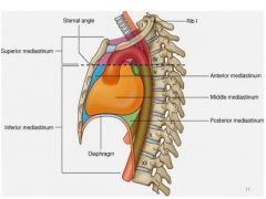 -middle portion of thoracic cavity: movable thick structure
-superiorly: thoracic inlet (root of neck)
-inferiotly: to diaphragm
-anteriorly: to sternum
-posterioly: 12th thoracic vertebra