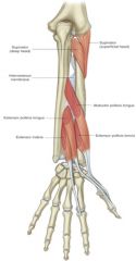 ORIGIN:
-radius
-interosseous membrane
INSERTION:
-proximal phalanx of thumb
ACTION:
-extend metacarpophalangeal joint of thumb
-extend carpometacarpal joint of thumb