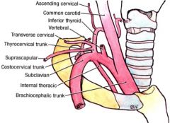 -vertebral artery
-internal thoracic artery
-thyrocervical trunk
-costocervical trunk