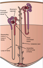 nefronet är njurens urin producerande enhet. den består av en glomerulus "kapillärnysta som är omsluten av en kapsel "bowmans kapsel" och ett tubulus system.


