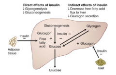 Normal insulin:
- Insulin suppresses hepatic glucose production directly and indirectly

Insulin Resistance:
- Inability of insulin to suppress lipolysis in adipose tissue and glucagon secretion by α cells in the Islets results in increased g...