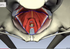anterior- membrane of obturator internus
posterior- coccygeal bone