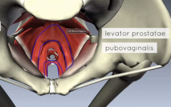 the main part connects the front pubic bone with the tailbone
the front one forms a sling around the urogenital hiatus

they are still in a sheet